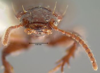 Media type: image;   Entomology 5471 Aspect: head frontal view